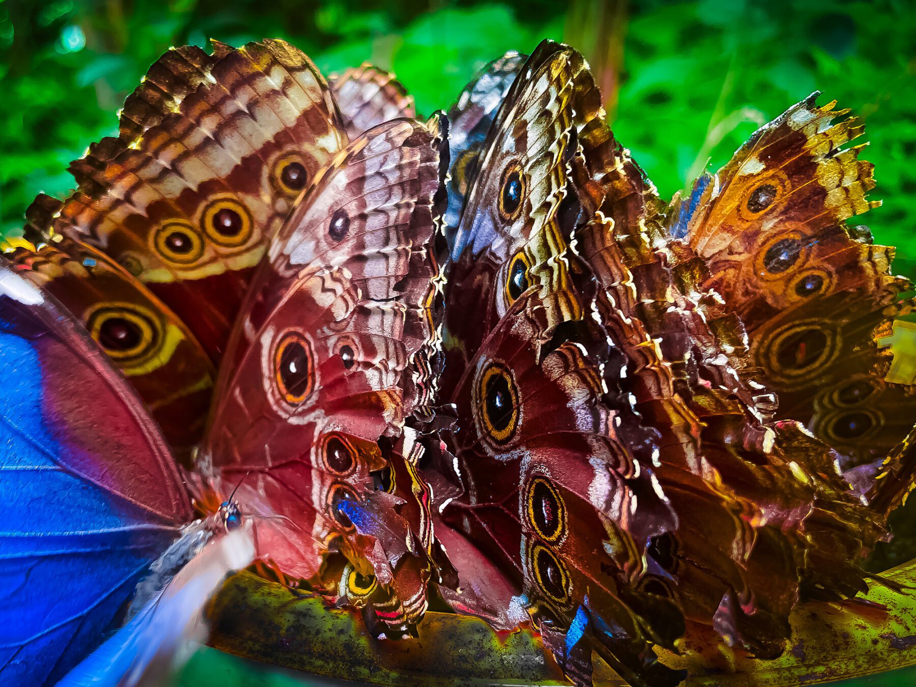 A group of Costa Rica MRM butterflies in a bowl.