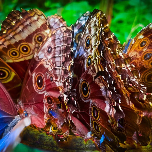 A group of Costa Rica MRM butterflies in a bowl.