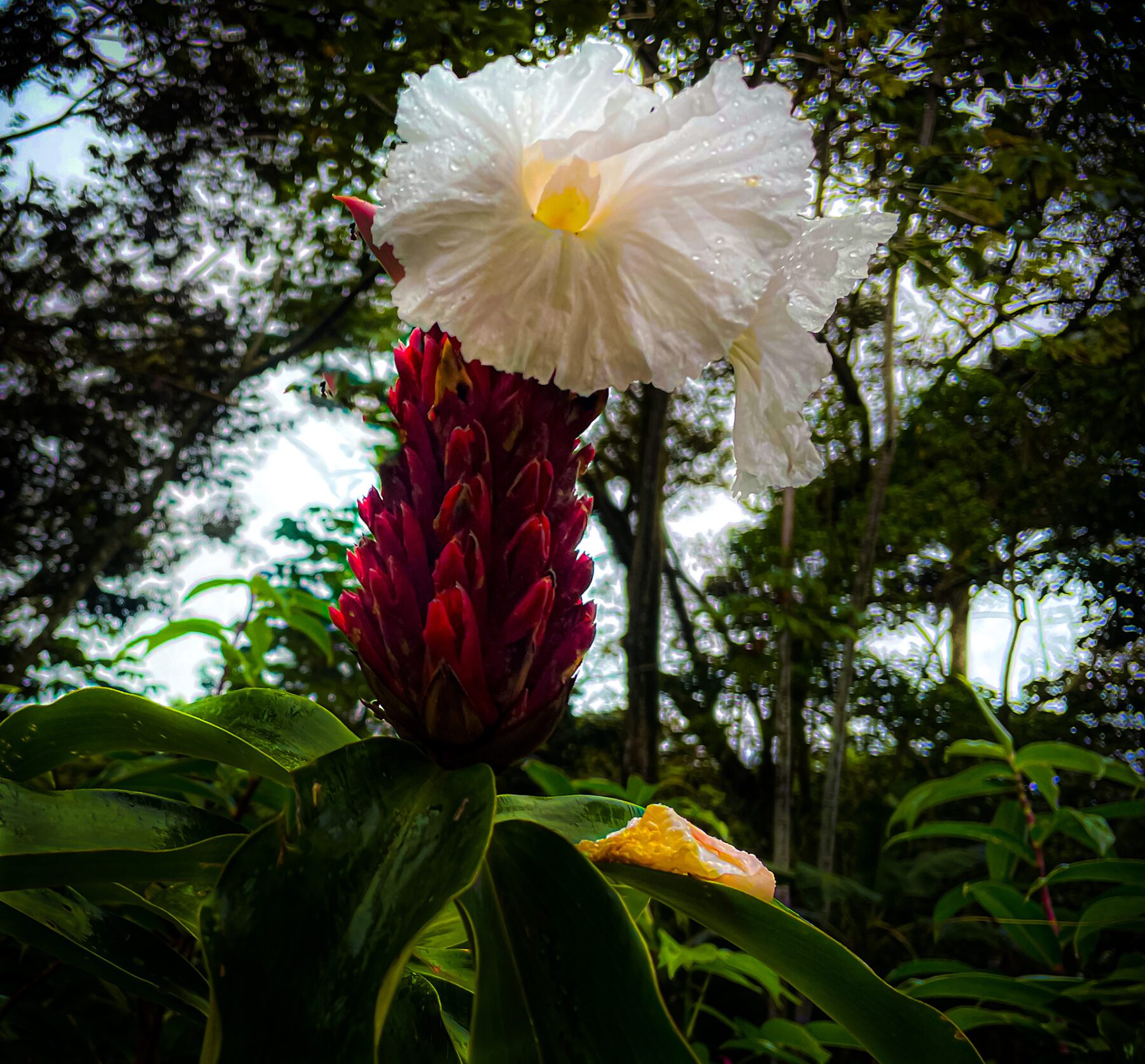 A Hellenic specious - Costa Rica flower in the middle of a forest.