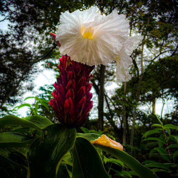 A Hellenic specious - Costa Rica flower in the middle of a forest.