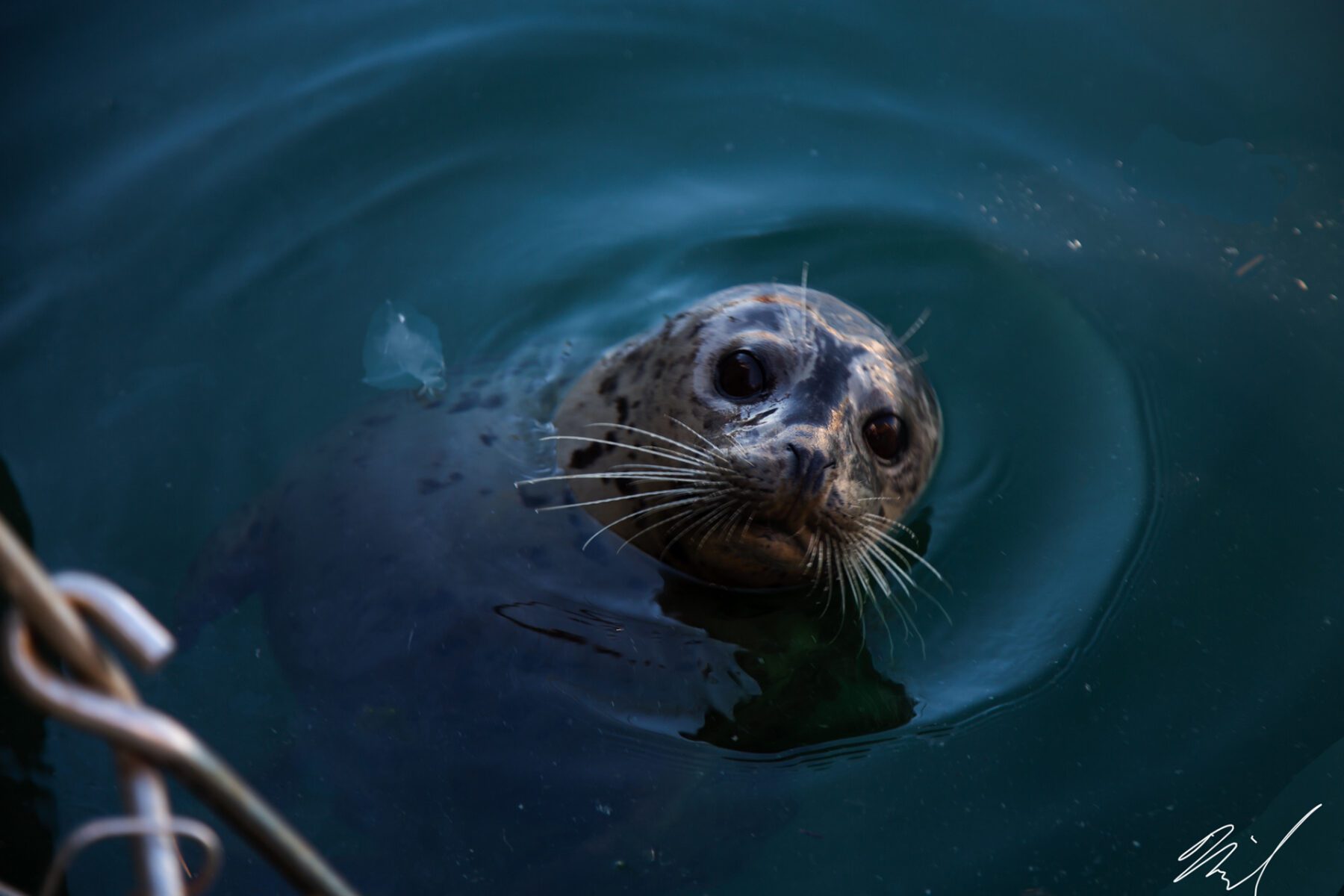 A seal is swimming in the water near Washington.