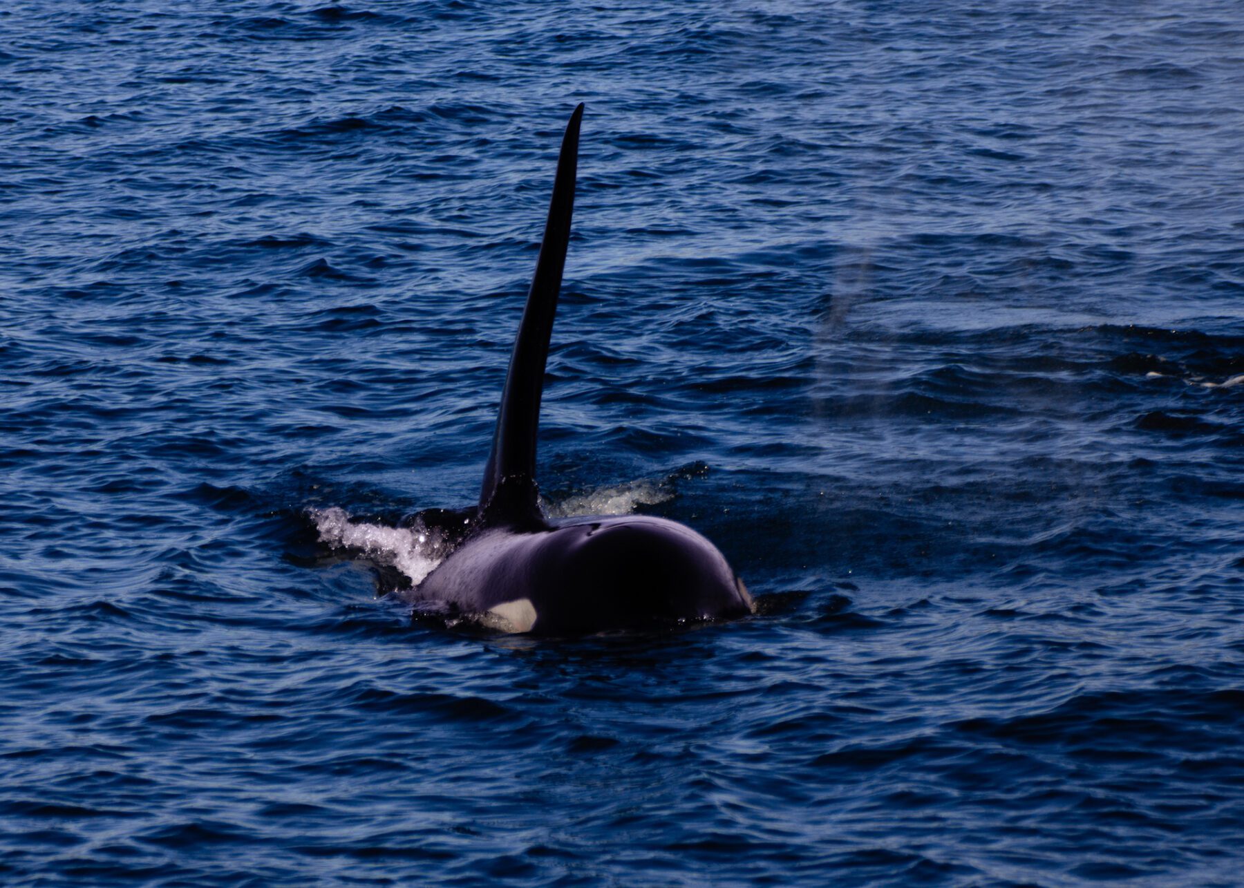An orca whale swimming in Washington.