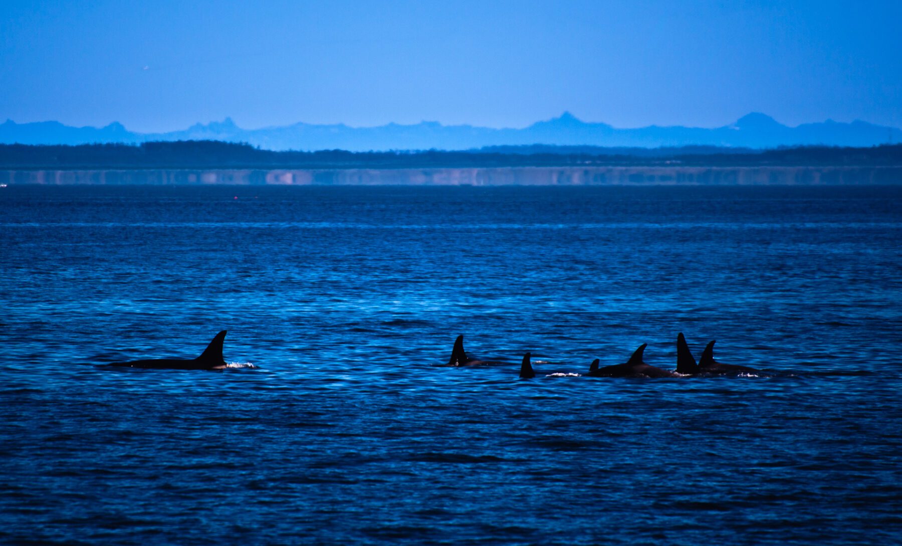 A group of orca whales in the ocean with mountains in the background, Washington.