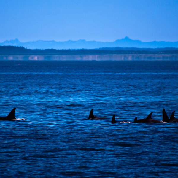 A group of orca whales in the ocean with mountains in the background, Washington.