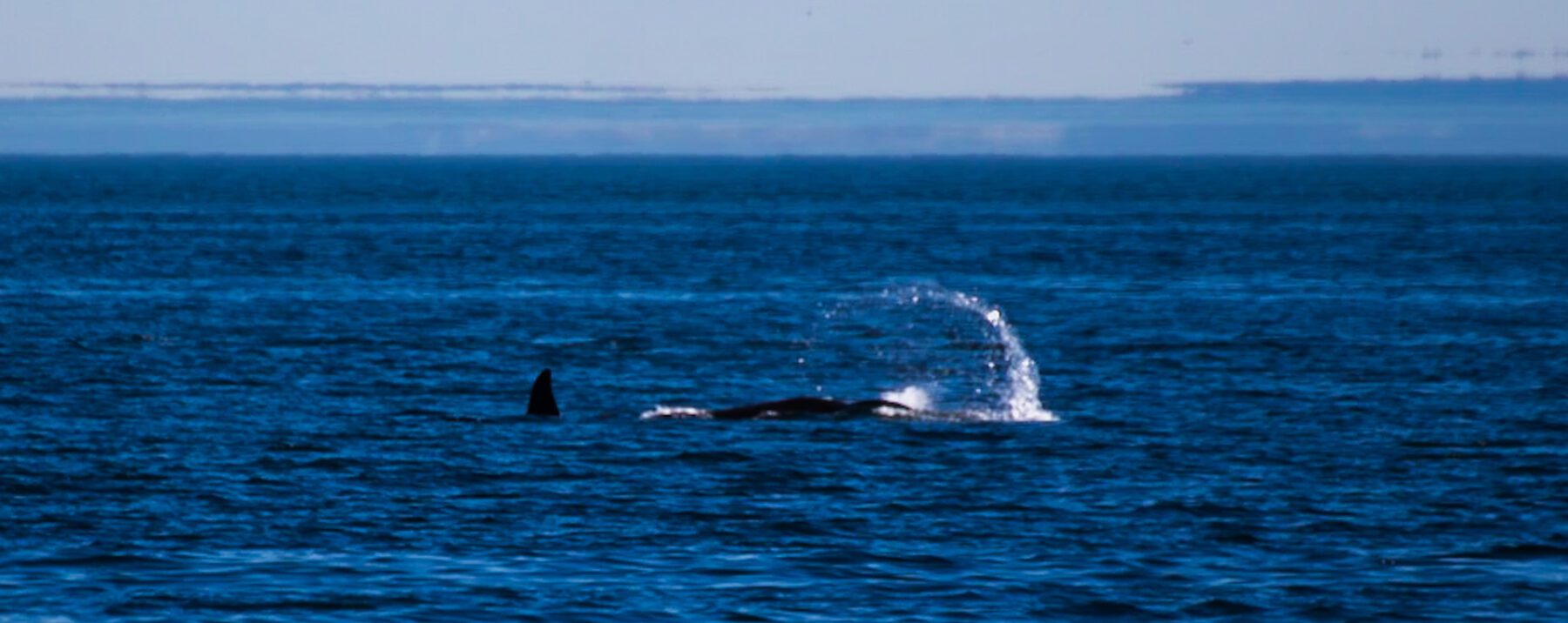 Two orca whales in the ocean with a Washington in the background.