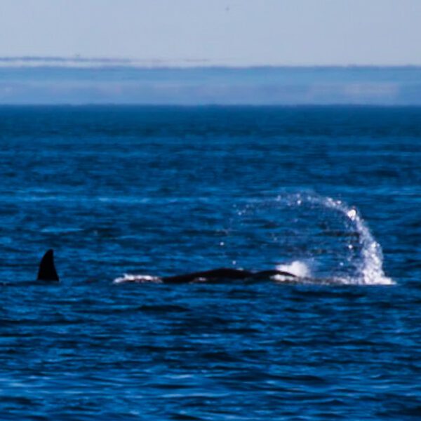 Two orca whales in the ocean with a Washington in the background.