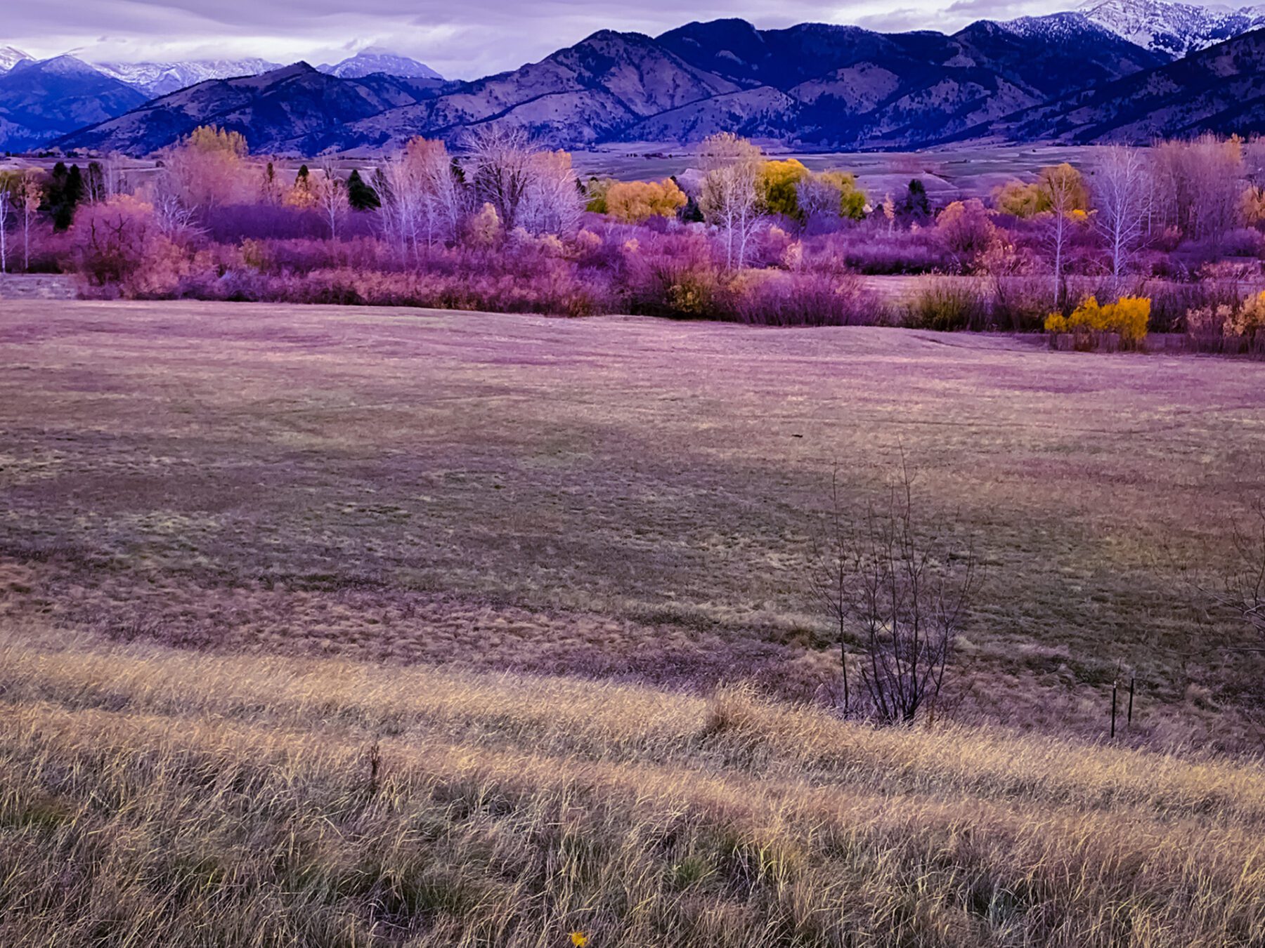 A Montana with purple trees and mountains in the background.