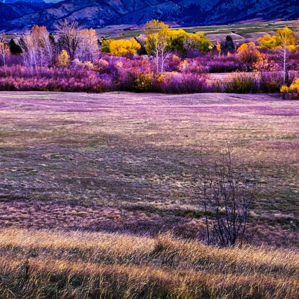 A purple field with Montana in the background.