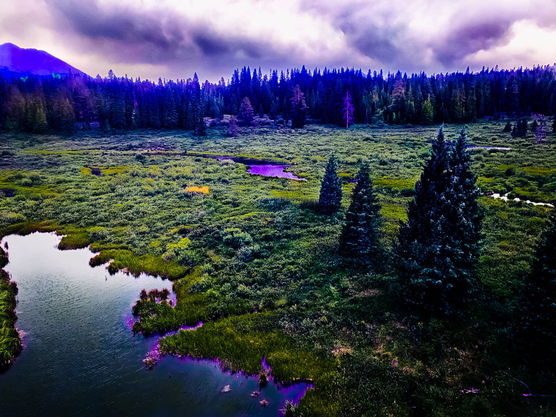 Purple lake and green meadow in forest.
