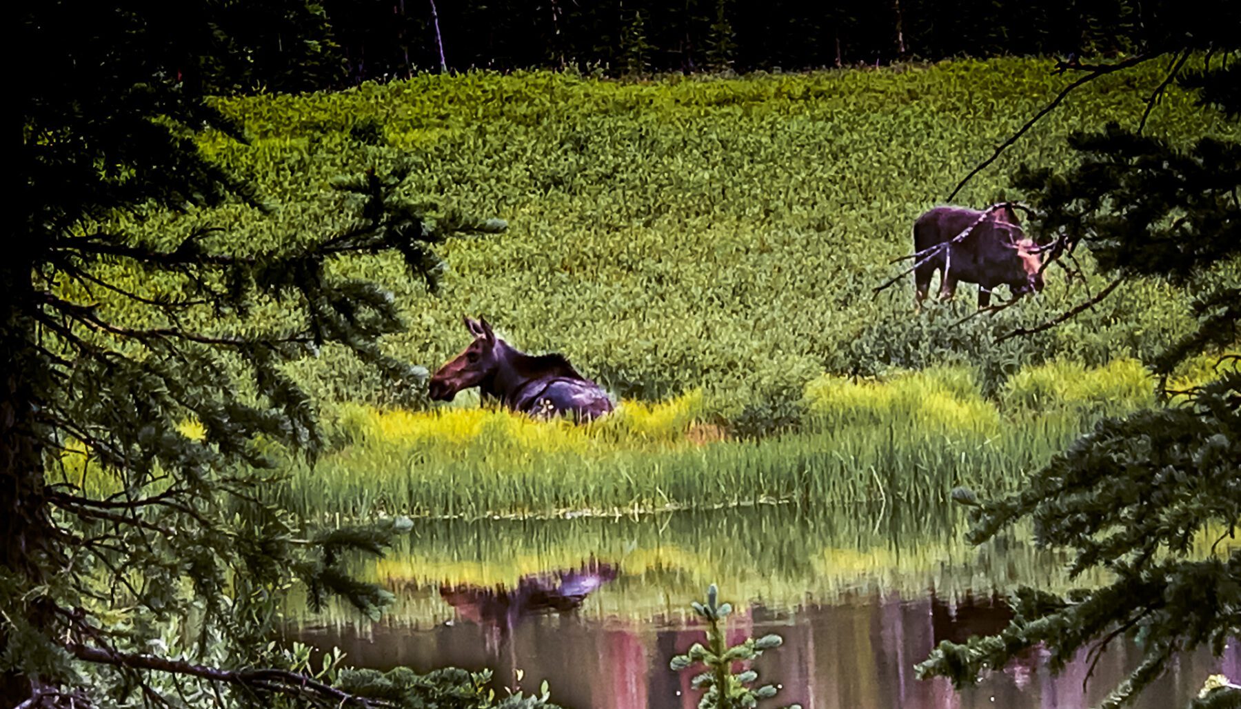 Two Montana grazing in the grass near a pond.