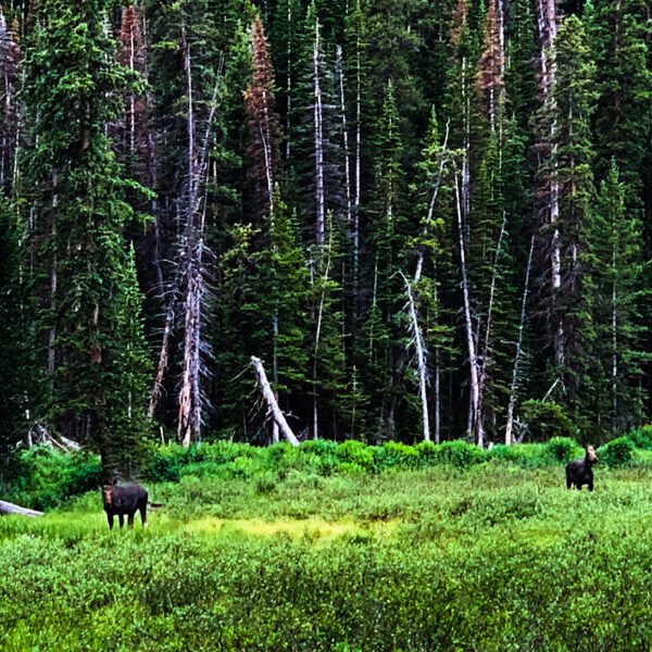 Two Montana grazing in a forest.