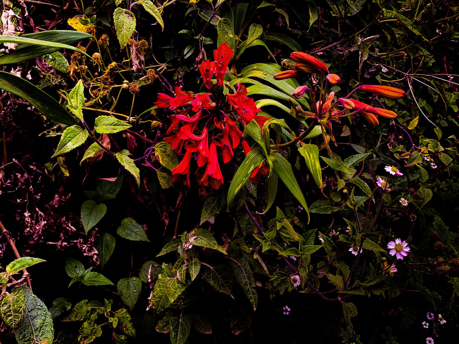 A red Panama flower on a tree.