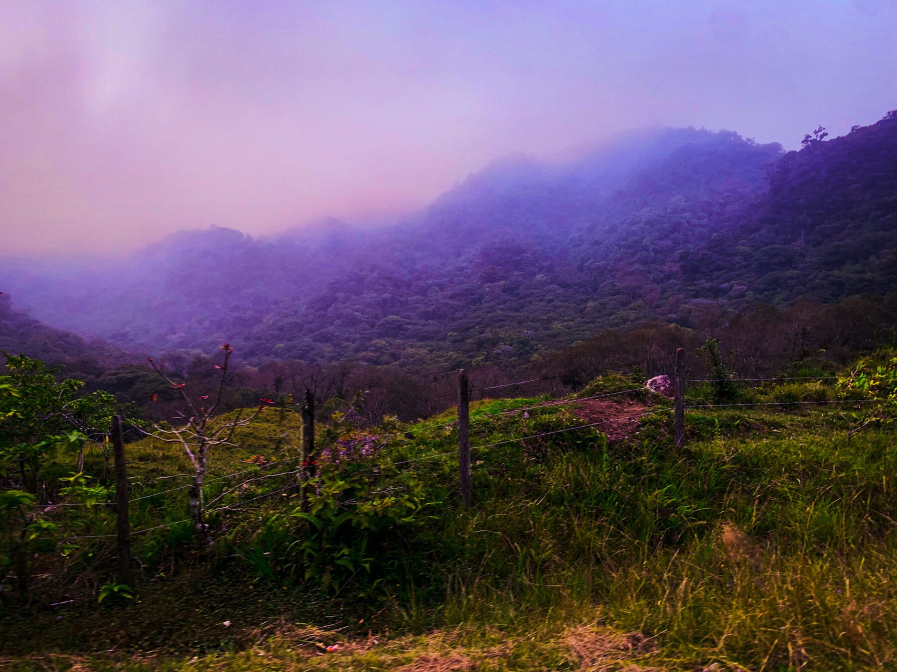 A misty Panama with a fence in the background.